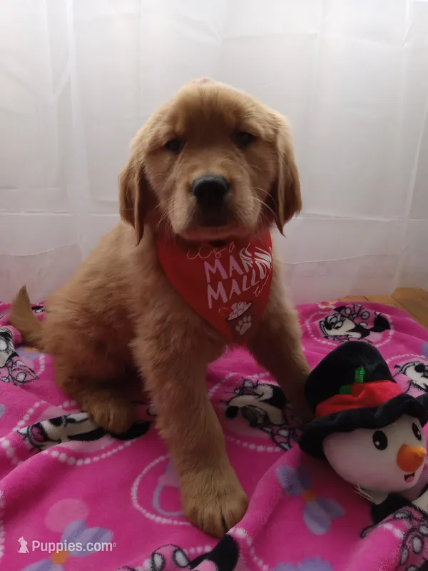 Marigold – Golden Retriever puppy for sale in Foxboro, MA