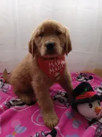 Marigold, a female Golden Retriever for sale in Foxboro, MA – Photo 1 of 9