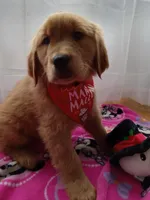 Marigold, a female Golden Retriever for sale in Foxboro, MA – Photo 4 of 9