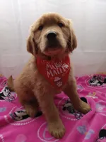 Marigold, a female Golden Retriever for sale in Foxboro, MA – Photo 7 of 9