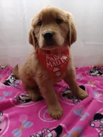 Marigold, a female Golden Retriever for sale in Foxboro, MA – Photo 8 of 9