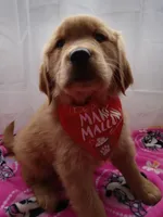 Marigold, a female Golden Retriever for sale in Foxboro, MA – Photo 3 of 9