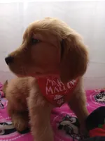 Marigold, a female Golden Retriever for sale in Foxboro, MA – Photo 2 of 9