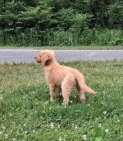 Bella , a female Golden Retriever for sale in Foxboro, MA – 6 of 6