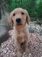 Timber , a male Golden Retriever for sale in Foxboro, MA – 7 of 8