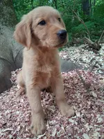 Timber , a male Golden Retriever for sale in Foxboro, MA – 8 of 8