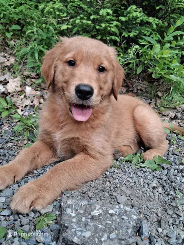 Nova – Golden Retriever puppy for sale in Foxboro, MA