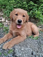 Nova, a female Golden Retriever for sale in Foxboro, MA – 1 of 10