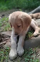 Cooper, a male Golden Retriever for sale in Foxboro, MA – 4 of 5