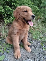 Nova, a female Golden Retriever for sale in Foxboro, MA – 6 of 10