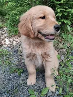 Bella , a female Golden Retriever for sale in Foxboro, MA – 6 of 9