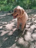 Max, a male Golden Retriever for sale in Foxboro, MA – 3 of 8