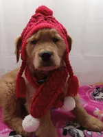 Daisy, a female Golden Retriever for sale in Foxboro, MA – Photo 4 of 10