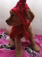 Daisy, a female Golden Retriever for sale in Foxboro, MA – Photo 10 of 10