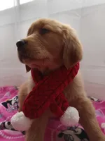 Daisy, a female Golden Retriever for sale in Foxboro, MA – Photo 2 of 10