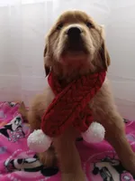 Daisy, a female Golden Retriever for sale in Foxboro, MA – Photo 6 of 10