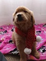 Daisy, a female Golden Retriever for sale in Foxboro, MA – Photo 8 of 10