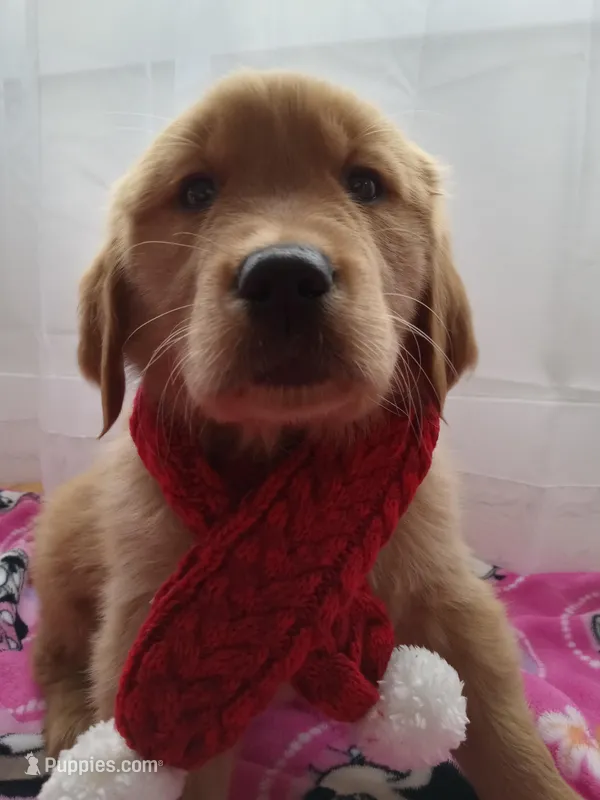 Daisy – Golden Retriever puppy for sale in Foxboro, MA