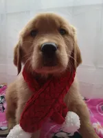 Daisy, a female Golden Retriever for sale in Foxboro, MA – Photo 1 of 10