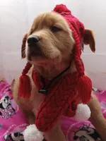 Daisy, a female Golden Retriever for sale in Foxboro, MA – Photo 3 of 10