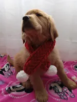 Daisy, a female Golden Retriever for sale in Foxboro, MA – Photo 5 of 10