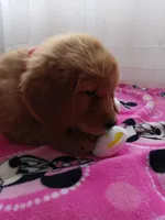 Daisy, a female Golden Retriever for sale in Foxboro, MA – Photo 9 of 10