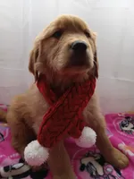 Daisy, a female Golden Retriever for sale in Foxboro, MA – Photo 7 of 10