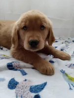 Buddy, a male Golden Retriever for sale in Foxboro, MA – 8 of 10