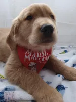Buddy, a male Golden Retriever for sale in Foxboro, MA – 7 of 10