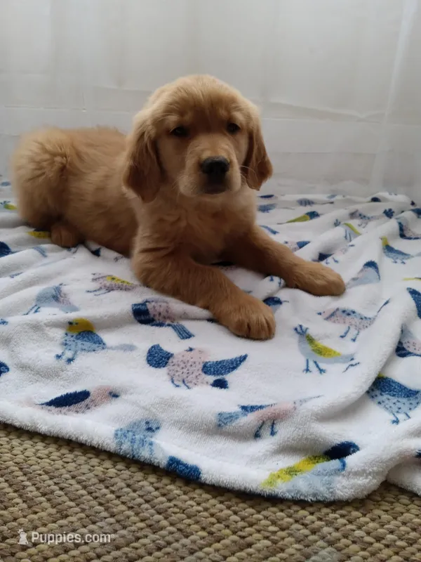 Buddy – Golden Retriever puppy for sale in Foxboro, MA