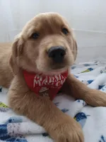 Buddy, a male Golden Retriever for sale in Foxboro, MA – 4 of 10