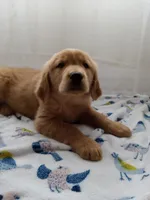 Buddy, a male Golden Retriever for sale in Foxboro, MA – 10 of 10
