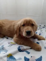Buddy, a male Golden Retriever for sale in Foxboro, MA – 5 of 10