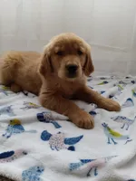 Buddy, a male Golden Retriever for sale in Foxboro, MA – 9 of 10