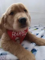 Buddy, a male Golden Retriever for sale in Foxboro, MA – 3 of 10