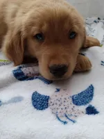 Buddy, a male Golden Retriever for sale in Foxboro, MA – 6 of 10