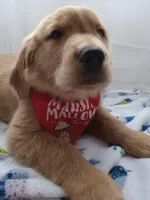 Buddy, a male Golden Retriever for sale in Foxboro, MA – 2 of 10