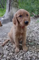 Ruby, a female Golden Retriever for sale in Foxboro, MA – 5 of 7