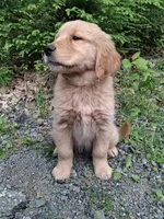 Bella , a female Golden Retriever for sale in Foxboro, MA – 9 of 9