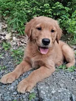 Nova, a female Golden Retriever for sale in Foxboro, MA – 10 of 10