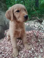 Timber , a male Golden Retriever for sale in Foxboro, MA – 6 of 8