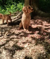 Bella , a female Golden Retriever for sale in Foxboro, MA – 2 of 6
