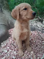 Timber , a male Golden Retriever for sale in Foxboro, MA – 3 of 8