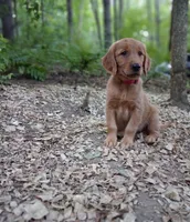 Ruby, a female Golden Retriever for sale in Foxboro, MA – 7 of 7