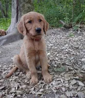 Ruby, a female Golden Retriever for sale in Foxboro, MA – 4 of 7