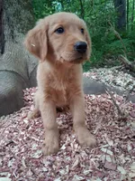 Timber , a male Golden Retriever for sale in Foxboro, MA – 2 of 8