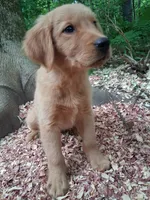 Timber , a male Golden Retriever for sale in Foxboro, MA – 4 of 8
