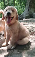 Max, a male Golden Retriever for sale in Foxboro, MA – 4 of 8
