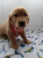 Simba, a male Golden Retriever for sale in Foxboro, MA – 9 of 10