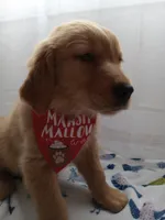 Simba, a male Golden Retriever for sale in Foxboro, MA – 7 of 10